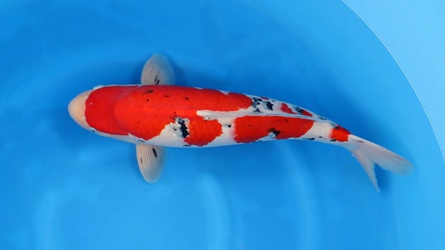 Sanke - Yoshino (55cm)