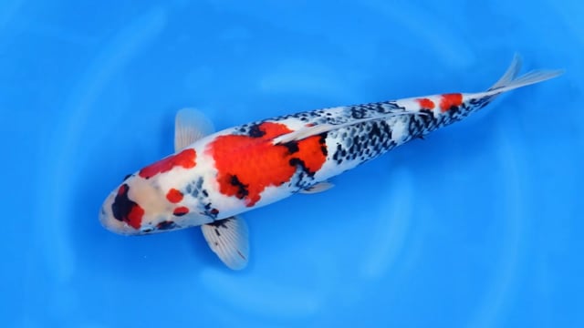 Showa - Yoshino (60cm)