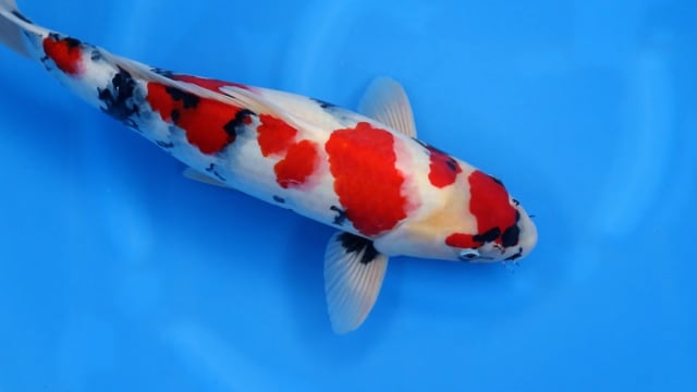 Showa - Odakan (53cm)