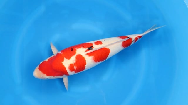 Sanke - Yamaguchi (60cm)