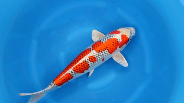 Kujaku - Tamaura (64cm)