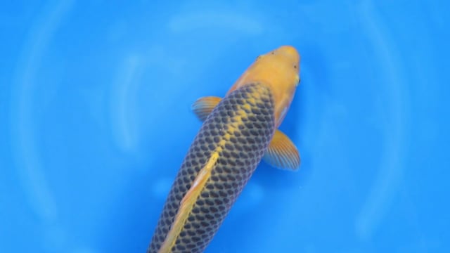 Matsuba