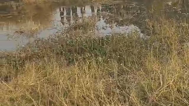 अम्बेडकरनगर-
बसखारी थाना क्षेत्र के कसदहां खोझिया में तालाब में एक व्यक्ति का शव मिलने से इलाके में सनसनी!अभी तक नहीं हुई शव की शिनाख्त।