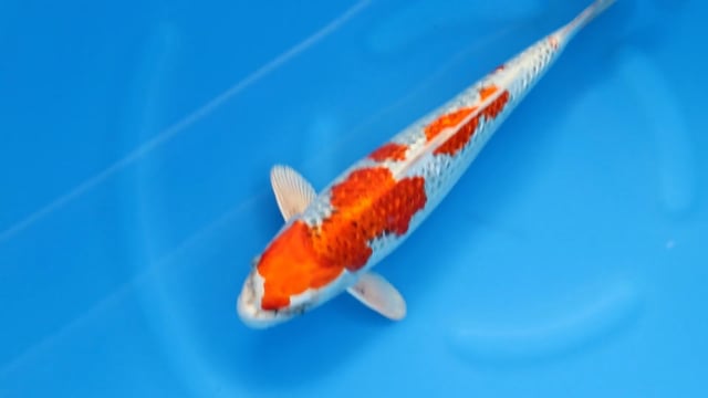Kujaku