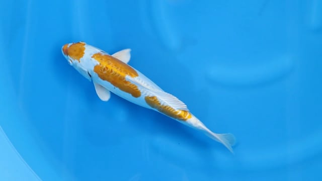 Hariwake
