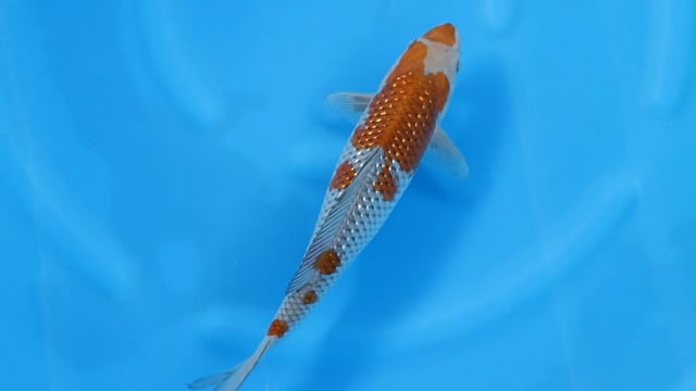 Ochiba Shigure