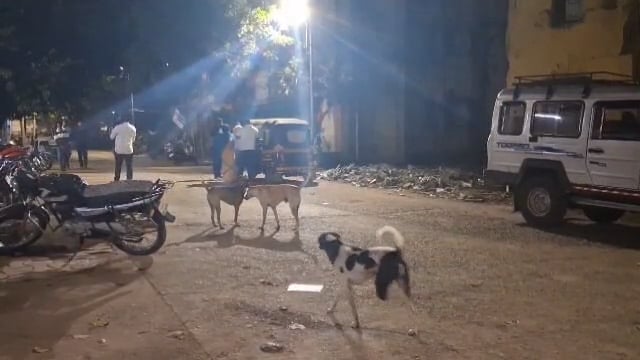 उदगिरात दोघा युवकांना कुत्र्याने घेतला चावा,मोकाट कुत्र्याचा हैदोस सुरूच