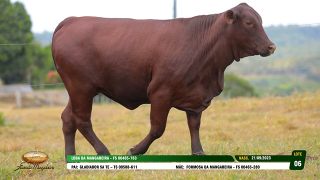 Lote 06