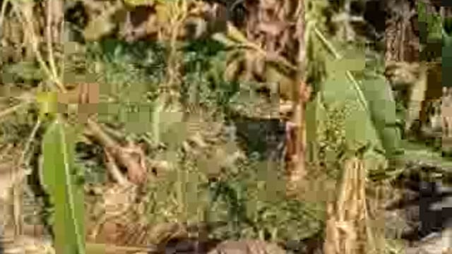 जंगली हाथियों से बसन्तापुर के किसानों की गन्ना फसल बर्बाद, सर्वे न होने पर तहसील पहुंचकर जताया रोष, एसडीएम ने दिया कार्र