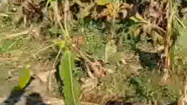 जंगली हाथियों से बसन्तापुर के किसानों की गन्ना फसल बर्बाद, सर्वे न होने पर तहसील पहुंचकर जताया रोष, एसडीएम ने दिया कार्र