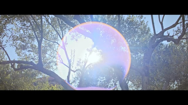 Komili The Last Tree Film