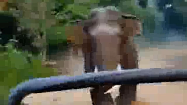 ➡️.....यूपी बिजनौर अमानगढ़ में पर्यटकों की सफ़ारी के पीछे दौड़ने लगा हाथी
डरे सहमे पर्यटक - भगाओ गाड़ी भगाओ चिल्लाने लगे
सफारी ड्राइवर की सूझबूझ से बड़ा हादसा टला