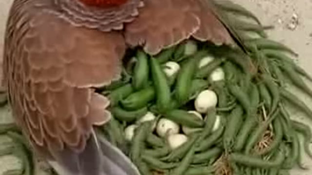 Bada Hi gyanvardhak video aap log bhi Dekhen