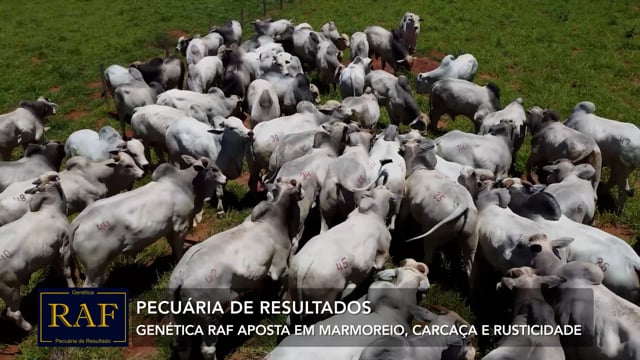 Grandes Criatórios<br>RAF