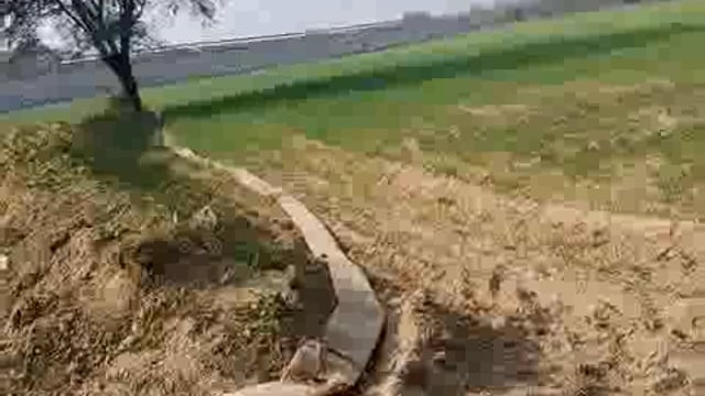 गेहूं की फसल मे किसान कर रहे हैं पहली सिंचाई 