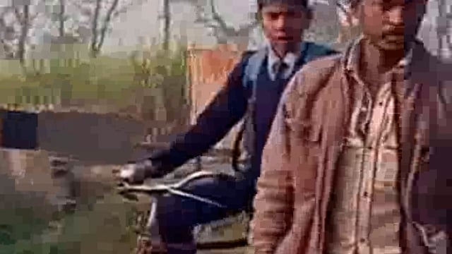 पलिया क्षेत्र में बाघ का आतंक, पटिहन गांव में बछड़े को बनाया निवाला