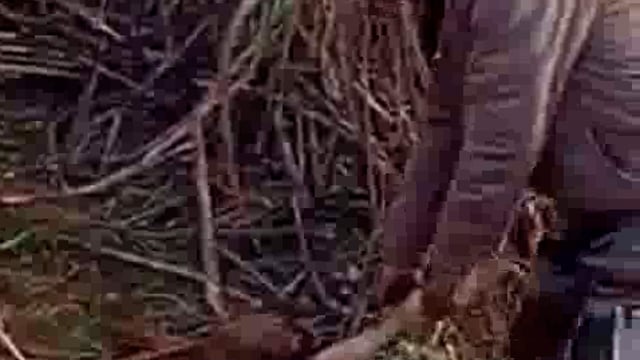 पलिया क्षेत्र में बाघ का आतंक, पटिहन गांव में बछड़े को बनाया निवाला