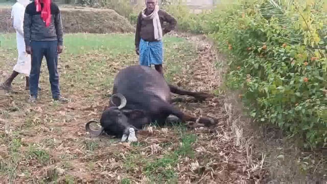 जमीन पर गिरे धारा प्रवाहित तार की चपेट में आने से एक भैंस की मौके पर ही हुई दर्दनाक मौत, बिजली विभाग को दी गई जानकारी 