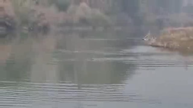 ➡️.......बरेली-भाखड़ा नदी में दिखा मगरमच्छ, घड़ियाल, मगरमच्छ देखकर ग्रामीणों में दहशत 
वन विभाग ने सतर्कता का लगाया बोर्ड, मीरगंज थाना क्षेत्र का मामला