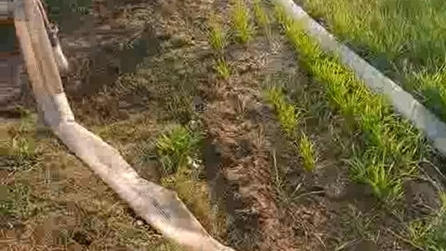 खेती में गेहूं की दूसरी सिंचाई की जा रही है