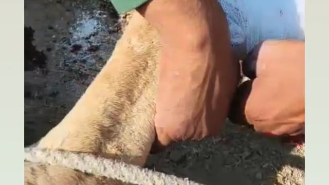 मथुरा बृजवासी गौरक्षक सेनाभारत के राष्ट्रीय अध्यक्ष धर्मदास गुरु महाराज ने गौर रक्षों के अच्छे कार्य के लिए भी बधाई