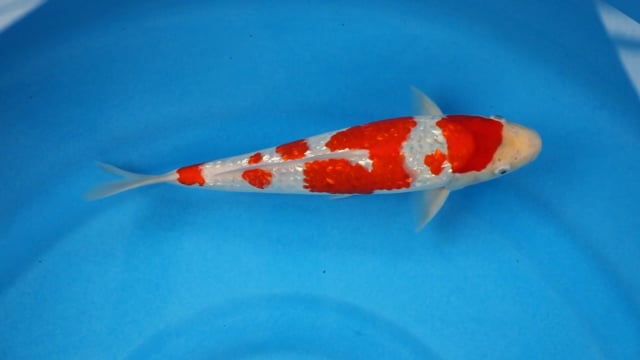 Goshiki