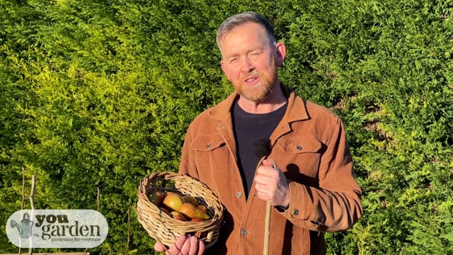 Mini Orchard Collection