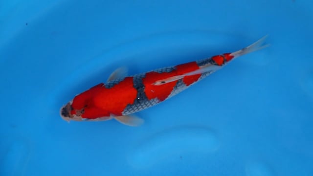 Goshiki - Kondo (25cm)