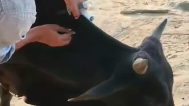 चौधरी चरण सिंह जीव धाम गोवंश चिकित्सालय आवारा गौ माता नंदी महाराज का संतोषजनक फ्री इलाज किया जाता है