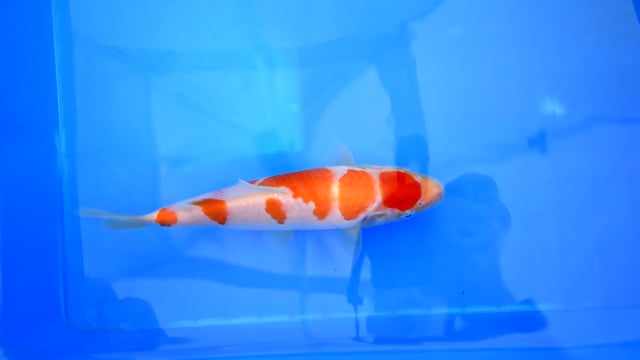 Kohaku - Taniguchi (22cm)