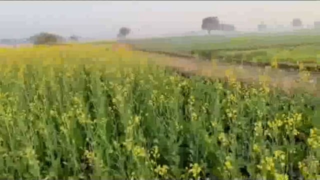 MANT- गोवर्धन के देवसेरस गांव में, पुलिस की छापेमारी, 12 से अधिक लोग हिरासत में,,