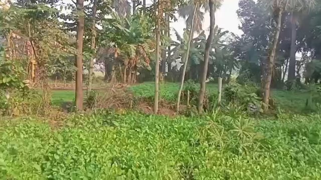 असमाजिक तत्वों ने किसान का फसल किया नष्ट; किसान ने थाने से लगाई न्याय की गुहार 