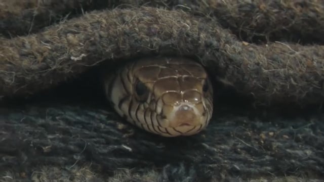 ➡️.....कंबल से झाँक कर जीभ लपलपाते साँप की यह तस्वीरें देहरादून जू की हैं
सर्दियां शुरू हो चुकी हैं तो सांप को भी ठंड से बचाने को कंबल से ढक दिया है....
दूसरे जानवरों को उनके हिसाब से हीटर, कंबल या दूसरे बिछौने दे दिए हैं, ताकि कोई ठंड से बीमार ना पड़ जाये