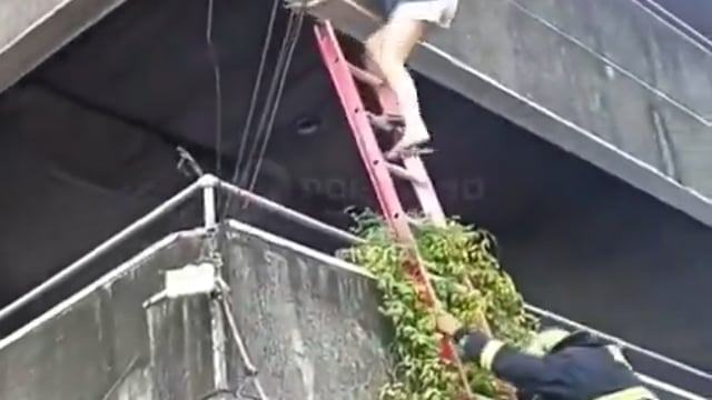 ➡️......अंतरराष्ट्रीय-
फिलीपींस के सेबू के मंडाउ शहर में लगी भीषण आग के दौरान एक महिला ने अपने पालतू कुत्तों के बिना भागने से मना कर दिया
पहले उसने कुत्ते को सुरक्षित नीचे फेंक दिया, फिर अपने हाथों से रेलिंग से लटक गई और फ़ायर फाइटर्स ने सीढ़ी की मदद से उसे सुरक्षित उतार लिया