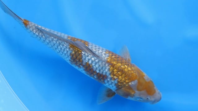 Ochiba Shigure
