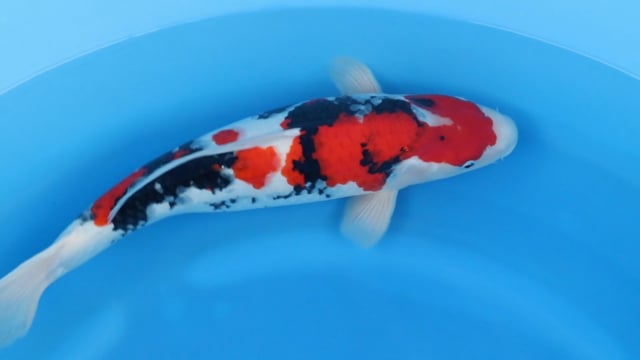 Showa - Kase (52cm)