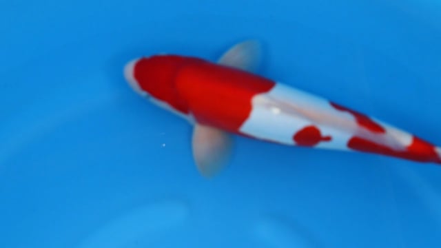 Kohaku