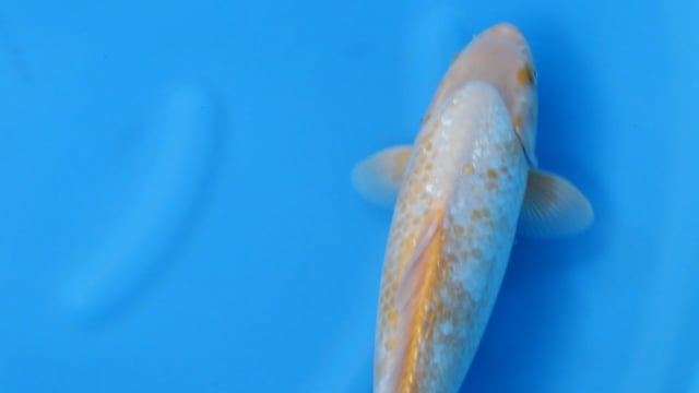Koi