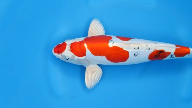 Yamatonishiki - Marusaka (39cm)