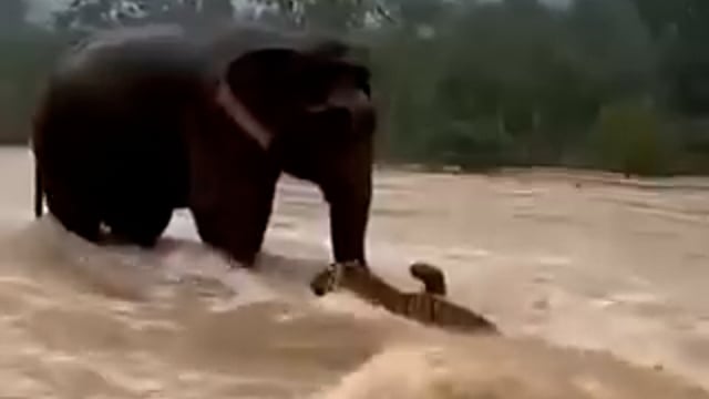 ➡️.....कभी कभी ऐसे फुटेज देखने को मिलते हैं*
सुमात्रा*
बाढ़ में फंसे टाइगर को हाथी ने बचाया जबकि दोनों का धर्म अलग है एक मांसाहारी है तो दूसरा शाकाहारी है