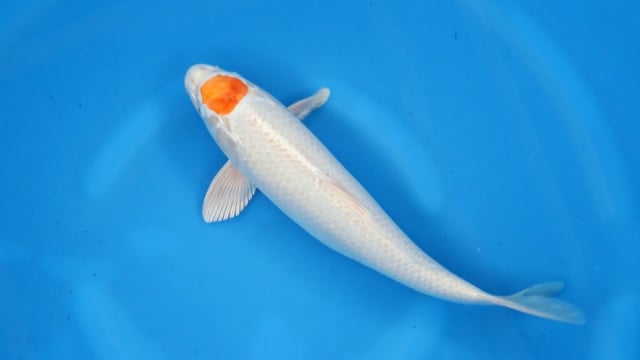 Ogon