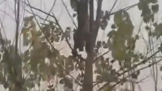 ➡️.....उत्तराखंड के हरिद्वार जिले के रुड़की इलाके में पॉपुलर के पेड़ पर चढ़ा एक तेंदुआ फंस गया। तेंदुआ करीब चार घंटे तक पेड़ पर उल्टा लटका रहा, जिससे मौके पर अफरा-तफरी मच गई।
सूचना के बाद वन विभाग की टीम पहुंची और कड़ी मशक्कत के बाद पेड़ को काटकर नीचे गिराया गया, तब जाकर तेंदुआ सुरक्षित निकल सका।