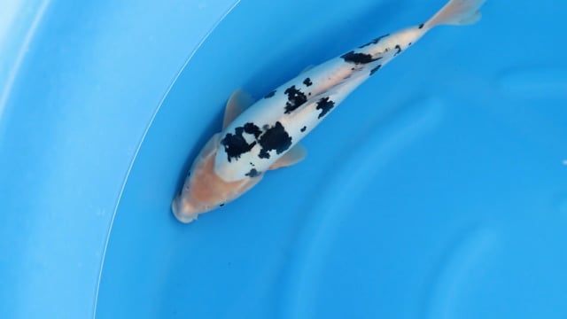 Bekko