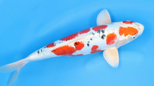 Yamatonishiki - Marusaka (37cm)