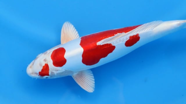 Kikusui - Marusaka (38cm)