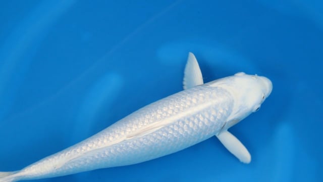 Purachina