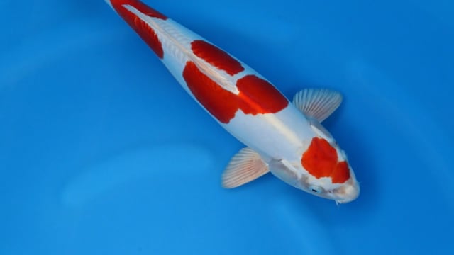 Kikusui - Marusaka (40cm)