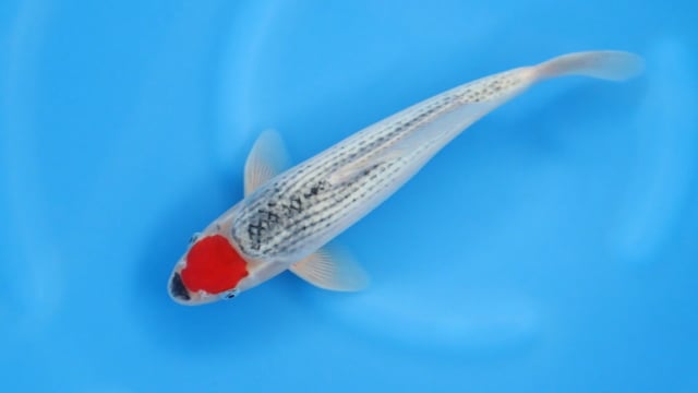 Goshiki