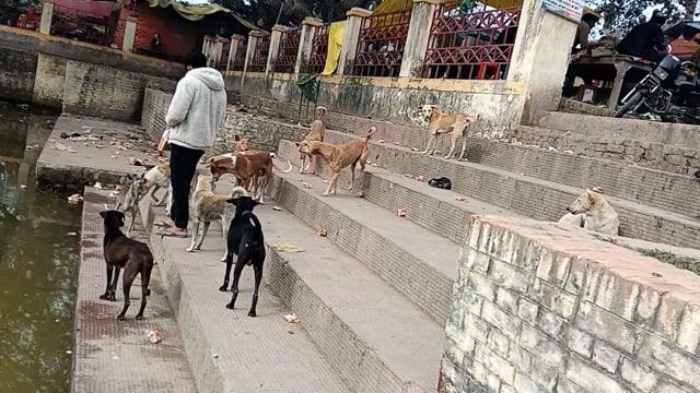 अमेठीजिलेकेमां कालिका धाम में आवारा कुत्तों का समूह यहां हाईकोर्ट का आदेश बेअसर