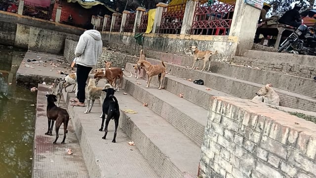 अमेठीजिलेकेमां कालिका धाम में आवारा कुत्तों का समूह यहां हाईकोर्ट का आदेश बेअसर